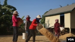 អ្នកភូមិក្នុងឃុំស្រយ៉ូវ ខេត្តកំពង់ធំ ហាលស្រូវខាងមុខផ្ទះ ទុកសម្រាប់លក់ឲ្យឈ្មួញនៅពេលខាងមុខ ថ្ងៃ​ទី​១៩ ខែមករា ឆ្នាំ២០១៩។ (ស៊ុន ណារិន/VOA)