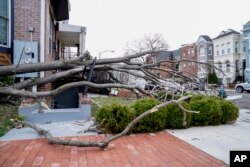 A storm's fierce winds toppled this tree, March 2, 2018, in Washington.