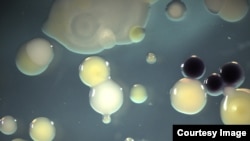 Microbes can help fight pollution.