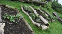 Fiji's Ministry of Agriculture shows a vegetable garden at the Suva Christian School in Suva, Fiji, photo taken in July 2020 (Fiji Ministry of Agriculture via AP)