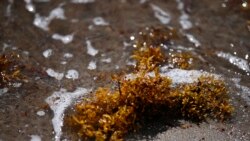 Pertanian rumput laut dipercaya dapat berkontribusi bagi emisi bersih nol, dengan kemampuannya meyerap karbon. (Foto: ilustrasi)