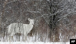 A rare white white-tailed deer looks up while feeding in Romulus, N.Y., Feb. 2007.