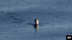 A seal swims in the Davis Strait off the Canadian Arctic Archipelago, Friday, July 28, 2017. (AP Photo/David Goldman)