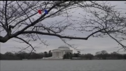 Bunga Sakura Kembali Berkembang di Washington DC