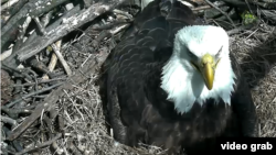 This week, thousands of people have been watching live video of bald eagles breaking open their eggs.