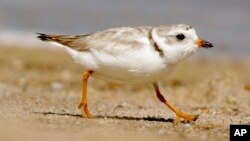 Piping Plover