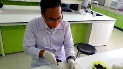 Mahasiswa Fakultas Teknobiologi Universitas Surabaya, Linus Nara Pradhana, sedang mengolah buah Jamblang (foto: Petrus Riski/VOA).