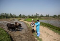 Hindiston nazoratidagi Kashmir