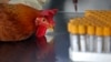 FAO Issues Avian Flu Warning 