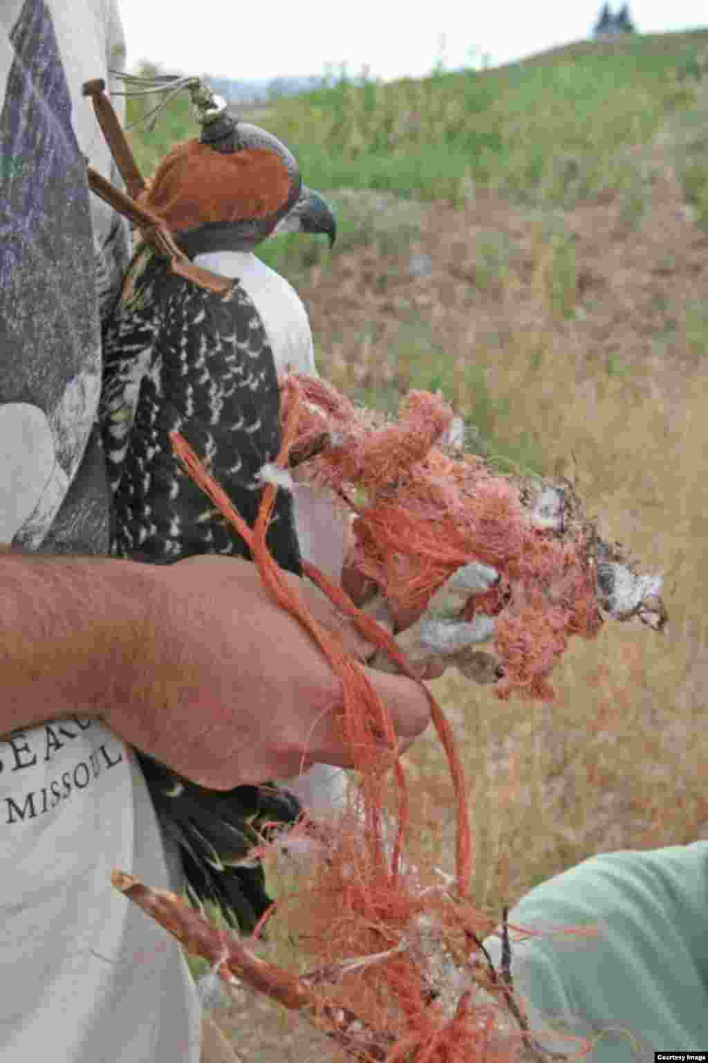 This large osprey chick was entangled in tough polypro twine before it was rescued last month. (Courtesy of Erick Greene, Univ. of Montana)