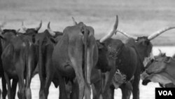 Penyakit yang ditularkan binatang semakin meningkat. (Photo: VOA)