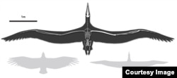 Line drawing of Pelagornis sandersi, showing comparative wingspan. Shown left, a California Condor, shown right, a Royal Albatross. Line art by Liz Bradford. (Bruce Museum)