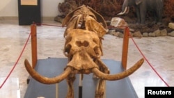 A mounted skeleton of an extinct Sicilian dwarf elephant s seen at Museo Geologico "G. G. Gemmellaro" in Palermo, Italy. Roberto Rozzi via Reuters.