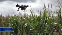 Dronlar hosildorlikni oshirishda qo'l keladi