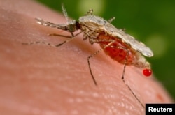 An Anopheles stephensi mosquito obtains a blood meal from a human host through its pointed proboscis in this undated handout photo obtained by Reuters Nov. 23, 2015.