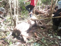 Harimau Sumatera yang ditemukan mati di kawasan hutan produksi terbatas Bukit Badas, Kabupaten Seluma, Bengkulu. Kamis 20 Februari 2020. (Courtesy: BKSDA Bengkulu)