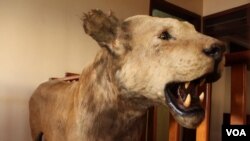 It has been decades since lions like this one were actively hunted in Uganda, but now their numbers are being devastated by snares meant for antelope, Nov. 8, 2013. (Hilary Heuler for VOA News) 