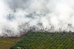 Kebakaran hutan yang terlihat di dekat perkebunan kelapa sawit di Kabupaten Tanah Putih di Rokan Hilir, Provinsi Riau, 21 Februari 2017. (Foto: Antara/FB Anggoro via REUTERS)