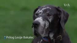 Broj usvojenih životinja u Americi drastično porastao zbog Kovida-19