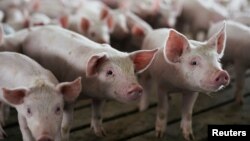 A pen of young pigs is seen during a tour of a hog farm in Ryan, Iowa, May 18, 2019.