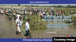 ወጣቶቹ አረሙን ከውሃ ውስጥ በማውጣት ላይ እያሉ።