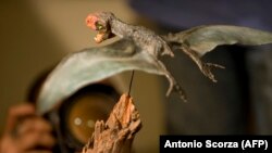 Sebuah presentasi studi struktur sayap pterosaurus, 5 Agustus 2009 di Museum Sejarah di Rio de Janeiro, Brazil. (Foto: AFP/Antonio Scorza)