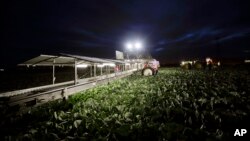 Farmworkers harvest cabbage before dawn in a field outside of Calexico, California, March 6, 2018. 