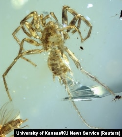 The Cretaceous arachnid Chimerarachne yingi, found trapped in amber after 100 million year appears in a handout illustration provided Feb. 5, 2018.