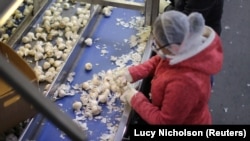 Garlic is harvested at Christopher Ranch in Gilroy, California, U.S., March 29, 2019.