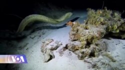 კლიმატის ცვლილებას მეცნიერები წყალქვეშაც აკვირდებიან