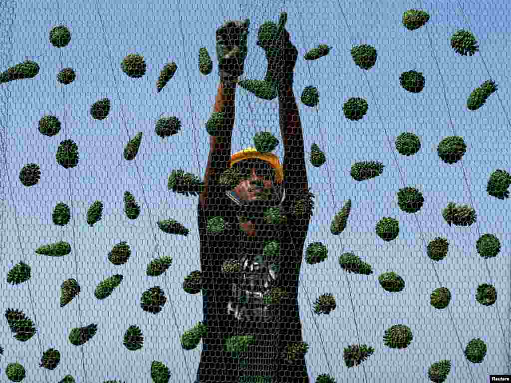 Seorang pekerja konstruksi menyiapkan sebuah pohon Natal besar untuk perayaan Natal di Kolombo, Sri Lanka.