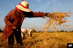 កសិករ​ច្រូត​ស្រូវ​នៅ​ក្នុង​ខេត្ត​បាត់ដំបង។