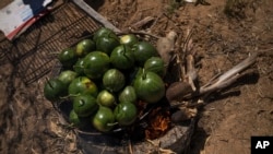 Salata od lubenice u Gazi