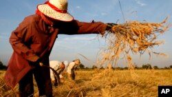 A Cambodian woman harvests rice in Battambang province, about 325 kilometers (200 miles) northwest of Phnom Penh, Cambodia, file photo. 
