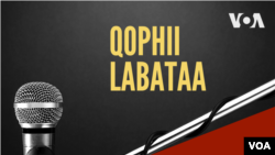 Qophii Labataa, Jimaata Hagayya 20
