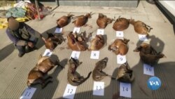 Xalqaro hayot – 17-mart, 2020-yil