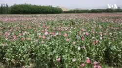 نگرانی از افزایش کشت مواد مخدر در هرات