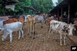 India Cattle Disease