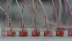 دانشمندان در تلاش تولید اعضای بدن انسان با چاپگر سه بعدی