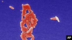 Salmonella bacteria make millions of people sick each year. But researchers are turning this enemy into a friend by changing it into a cancer killer. (AP PHOTO)