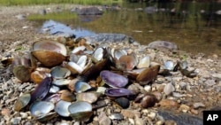 In this Oct. 17, 2019, photo provided by the U.S. Fish and Wildlife Service, a pile of recently dead freshwater mussels are piled along the shore of the Clinch River near Wallen Bend, Tenn. (Meagan Racey/U.S. Fish and Wildlife Service via AP)