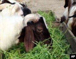 A last meal for lambs ready to be sacrificed during the Eid al-Adha, Cairo, Egypt, 25 Nov 2009
