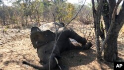 FILE - A dead elephant is seen in Hwange National park, Zimbabwe, Aug. 29, 2020. 