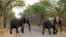FILE - An elephant crosses a road in the Hwange National Park, Zimbabwe. Zimbabwe’s wildlife agency said Thursday, Jan. 5, 2017 it has sold 35 elephants to China to ease overpopulation and raise funds for conservation, amid criticism from animal welfare activists that such sales are unethical.
