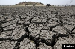 FILE - Buffalos on the dried-up Chandola Lake in Ahmedabad, India, March 30, 2016. The drought-- very dry conditions-- meant water shortages for the country's animals and people..