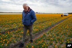 Theo van der Voort, a spotter of sick tulips, walks ahead of his namesake, Theo the robot. (AP Photo/Peter Dejong)