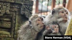 A family of long-tailed macaques at the Sacred Monkey Forest Sanctuary in Ubud, Bali, Indonesia.