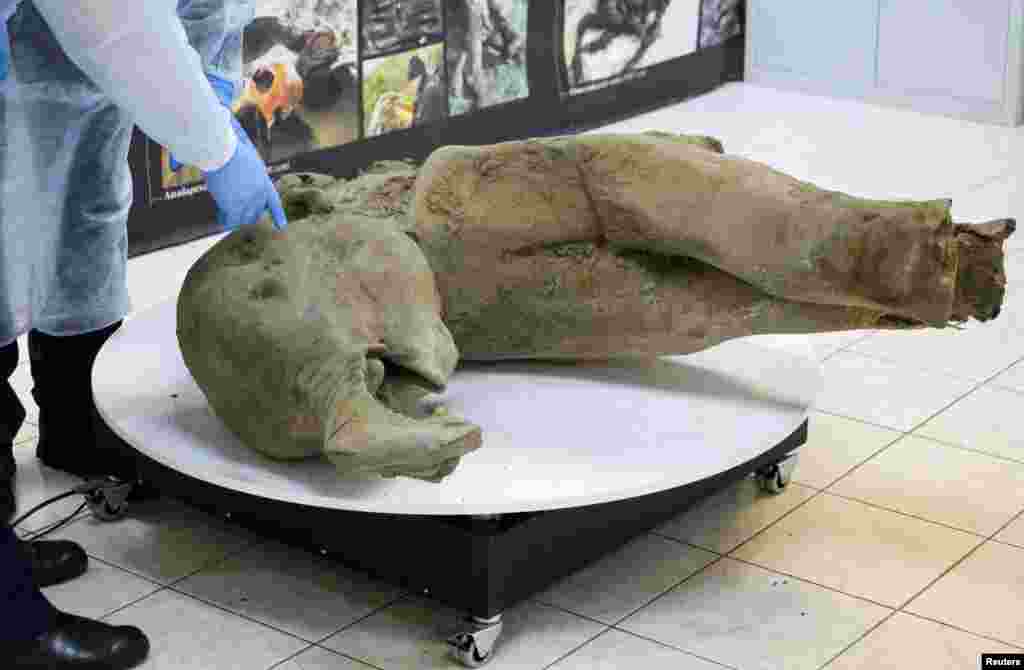 Researchers stand behind glass fencing as they show the carcass of a baby mammoth, which is estimated to be over 50,000 years old and was found in the Siberian permafrost in the Batagaika crater in the Verkhoyansky district of Yakutia, in the laboratory of the Mammoth Museum at the North-Eastern Federal University in Yakutsk, Russia.