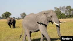 FILE - Two male elephants are seen in the Okavango Delta, Botswana, April 25, 2018. 