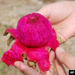 台湾红龙果是越南火龙果的改良品种，果肉为鲜红色。